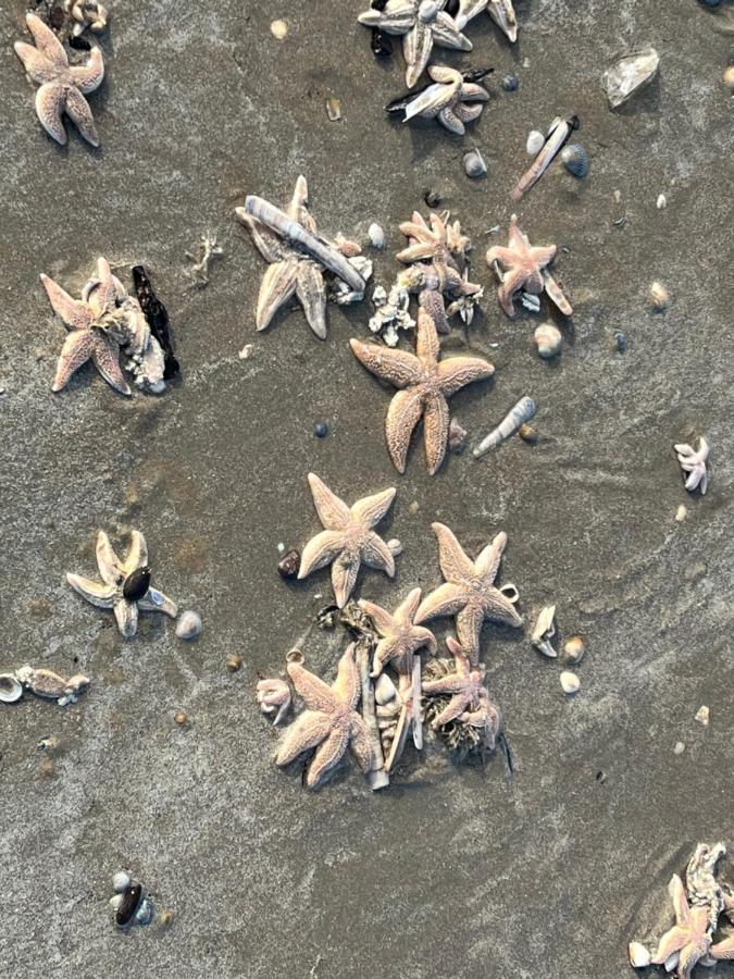 Appartamento Zwarte Vis Zandvoort Esterno foto